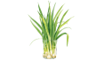 lemongrass